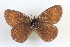  ( - BGE_00401_G03)  @11 [ ] CreativeCommons - Attribution Non-Commercial Share-Alike (2024) Unspecified Zoologisches Forschungsmuseum Alexander Koenig