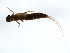 ( - 10BGMAY-012)  @13 [ ] CreativeCommons - Attribution (2010) Unspecified Centre for Biodiversity Genomics