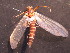 ( - CCDB-09363-G10)  @13 [ ] Copyright  Y. Vidinova 2011 Unspecified