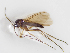  ( - BGE_ZSM_DIP_0026)  @11 [ ] by-nc-sa (2024) SNSB, Staatliche Naturwissenschaftliche Sammlungen Bayerns ZSM (SNSB, Zoologische Staatssammlung Muenchen)