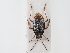  ( - BGE_ZSM_HET_0080)  @11 [ ] by-nc-sa (2024) SNSB, Staatliche Naturwissenschaftliche Sammlungen Bayerns ZSM (SNSB, Zoologische Staatssammlung Muenchen)