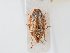  (Aelia furcula - BGE_ZSM_HET_0106)  @11 [ ] by-nc-sa (2024) SNSB, Staatliche Naturwissenschaftliche Sammlungen Bayerns ZSM (SNSB, Zoologische Staatssammlung Muenchen)