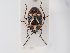  (Eurydema rugulosa - BGE_ZSM_HET_0164)  @11 [ ] by-nc-sa (2024) SNSB, Staatliche Naturwissenschaftliche Sammlungen Bayerns ZSM (SNSB, Zoologische Staatssammlung Muenchen)