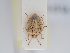  (Stagonomus - BGE_ZSM_HET_0213)  @11 [ ] by-nc-sa (2024) SNSB, Staatliche Naturwissenschaftliche Sammlungen Bayerns ZSM (SNSB, Zoologische Staatssammlung Muenchen)