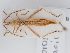  ( - BGE_ZSM_HET_0275)  @11 [ ] by-nc-sa (2024) SNSB, Staatliche Naturwissenschaftliche Sammlungen Bayerns ZSM (SNSB, Zoologische Staatssammlung Muenchen)