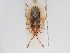  ( - BGE_ZSM_HET_0281)  @11 [ ] by-nc-sa (2024) SNSB, Staatliche Naturwissenschaftliche Sammlungen Bayerns ZSM (SNSB, Zoologische Staatssammlung Muenchen)