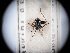  (Anapus kirschbaumi - BGE_ZSM_HET_0310)  @11 [ ] by-nc-sa (2024) SNSB, Staatliche Naturwissenschaftliche Sammlungen Bayerns ZSM (SNSB, Zoologische Staatssammlung Muenchen)