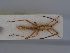  ( - BGE_ZSM_HET_0392)  @11 [ ] by-nc-sa (2024) SNSB, Staatliche Naturwissenschaftliche Sammlungen Bayerns ZSM (SNSB, Zoologische Staatssammlung Muenchen)