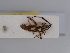  ( - BGE_ZSM_HET_0408)  @11 [ ] by-nc-sa (2024) SNSB, Staatliche Naturwissenschaftliche Sammlungen Bayerns ZSM (SNSB, Zoologische Staatssammlung Muenchen)