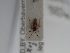  ( - BGE_ZSM_HET_0856)  @11 [ ] by-nc-sa (2025) SNSB, Staatliche Naturwissenschaftliche Sammlungen Bayerns ZSM (SNSB, Zoologische Staatssammlung Muenchen)