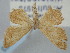  (Brachyglossina exilaria - BGE_ZSM_LEP_0233)  @11 [ ] by-nc-sa (2023) SNSB, Staatliche Naturwissenschaftliche Sammlungen Bayerns ZSM (SNSB, Zoologische Staatssammlung Muenchen)