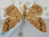  ( - BGE_ZSM_LEP_0234)  @11 [ ] by-nc-sa (2023) SNSB, Staatliche Naturwissenschaftliche Sammlungen Bayerns ZSM (SNSB, Zoologische Staatssammlung Muenchen)