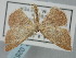  ( - BGE_ZSM_LEP_0251)  @11 [ ] by-nc-sa (2023) SNSB, Staatliche Naturwissenschaftliche Sammlungen Bayerns ZSM (SNSB, Zoologische Staatssammlung Muenchen)