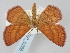  ( - BGE_ZSM_LEP_0258)  @11 [ ] by-nc-sa (2023) SNSB, Staatliche Naturwissenschaftliche Sammlungen Bayerns ZSM (SNSB, Zoologische Staatssammlung Muenchen)