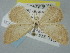  ( - BGE_ZSM_LEP_0261)  @11 [ ] by-nc-sa (2023) SNSB, Staatliche Naturwissenschaftliche Sammlungen Bayerns ZSM (SNSB, Zoologische Staatssammlung Muenchen)