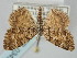  ( - BGE_ZSM_LEP_0343)  @11 [ ] by-nc-sa (2023) SNSB, Staatliche Naturwissenschaftliche Sammlungen Bayerns ZSM (SNSB, Zoologische Staatssammlung Muenchen)