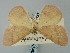  ( - BGE_ZSM_LEP_0346)  @11 [ ] by-nc-sa (2023) SNSB, Staatliche Naturwissenschaftliche Sammlungen Bayerns ZSM (SNSB, Zoologische Staatssammlung Muenchen)