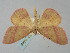  ( - BGE_ZSM_LEP_0348)  @11 [ ] by-nc-sa (2023) SNSB, Staatliche Naturwissenschaftliche Sammlungen Bayerns ZSM (SNSB, Zoologische Staatssammlung Muenchen)