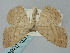  ( - BGE_ZSM_LEP_0364)  @11 [ ] by-nc-sa (2023) SNSB, Staatliche Naturwissenschaftliche Sammlungen Bayerns ZSM (SNSB, Zoologische Staatssammlung Muenchen)