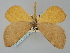  ( - BGE_ZSM_LEP_0369)  @11 [ ] by-nc-sa (2023) SNSB, Staatliche Naturwissenschaftliche Sammlungen Bayerns ZSM (SNSB, Zoologische Staatssammlung Muenchen)