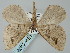  ( - BGE_ZSM_LEP_0372)  @11 [ ] by-nc-sa (2023) SNSB, Staatliche Naturwissenschaftliche Sammlungen Bayerns ZSM (SNSB, Zoologische Staatssammlung Muenchen)