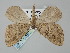  ( - BGE_ZSM_LEP_0373)  @11 [ ] by-nc-sa (2023) SNSB, Staatliche Naturwissenschaftliche Sammlungen Bayerns ZSM (SNSB, Zoologische Staatssammlung Muenchen)