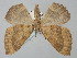  ( - BGE_ZSM_LEP_0409)  @11 [ ] by-nc-sa (2023) SNSB, Staatliche Naturwissenschaftliche Sammlungen Bayerns ZSM (SNSB, Zoologische Staatssammlung Muenchen)
