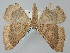  ( - BGE_ZSM_LEP_0410)  @11 [ ] by-nc-sa (2023) SNSB, Staatliche Naturwissenschaftliche Sammlungen Bayerns ZSM (SNSB, Zoologische Staatssammlung Muenchen)