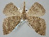  ( - BGE_ZSM_LEP_0411)  @11 [ ] by-nc-sa (2023) SNSB, Staatliche Naturwissenschaftliche Sammlungen Bayerns ZSM (SNSB, Zoologische Staatssammlung Muenchen)