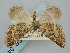  ( - BGE_ZSM_LEP_0449)  @11 [ ] by-nc-sa (2023) SNSB, Staatliche Naturwissenschaftliche Sammlungen Bayerns ZSM (SNSB, Zoologische Staatssammlung Muenchen)
