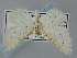  ( - BGE_ZSM_LEP_0464)  @11 [ ] by-nc-sa (2023) SNSB, Staatliche Naturwissenschaftliche Sammlungen Bayerns ZSM (SNSB, Zoologische Staatssammlung Muenchen)