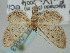  ( - BGE_ZSM_LEP_0483)  @11 [ ] by-nc-sa (2023) SNSB, Staatliche Naturwissenschaftliche Sammlungen Bayerns ZSM (SNSB, Zoologische Staatssammlung Muenchen)