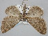  ( - BGE_ZSM_LEP_0495)  @11 [ ] by-nc-sa (2023) SNSB, Staatliche Naturwissenschaftliche Sammlungen Bayerns ZSM (SNSB, Zoologische Staatssammlung Muenchen)