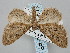  (Eupithecia maspalomae - BGE_ZSM_LEP_0496)  @11 [ ] by-nc-sa (2023) SNSB, Staatliche Naturwissenschaftliche Sammlungen Bayerns ZSM (SNSB, Zoologische Staatssammlung Muenchen)