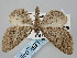 ( - BGE_ZSM_LEP_0497)  @11 [ ] by-nc-sa (2023) SNSB, Staatliche Naturwissenschaftliche Sammlungen Bayerns ZSM (SNSB, Zoologische Staatssammlung Muenchen)