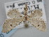  ( - BGE_ZSM_LEP_0514)  @11 [ ] by-nc-sa (2023) SNSB, Staatliche Naturwissenschaftliche Sammlungen Bayerns ZSM (SNSB, Zoologische Staatssammlung Muenchen)