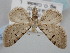  (Eupithecia rosai - BGE_ZSM_LEP_0515)  @11 [ ] by-nc-sa (2023) SNSB, Staatliche Naturwissenschaftliche Sammlungen Bayerns ZSM (SNSB, Zoologische Staatssammlung Muenchen)