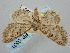  ( - BGE_ZSM_LEP_0531)  @11 [ ] by-nc-sa (2023) SNSB, Staatliche Naturwissenschaftliche Sammlungen Bayerns ZSM (SNSB, Zoologische Staatssammlung Muenchen)
