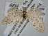  ( - BGE_ZSM_LEP_0544)  @11 [ ] by-nc-sa (2023) SNSB, Staatliche Naturwissenschaftliche Sammlungen Bayerns ZSM (SNSB, Zoologische Staatssammlung Muenchen)