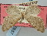  (Eupithecia cyrneata - BGE_ZSM_LEP_0557)  @11 [ ] by-nc-sa (2023) SNSB, Staatliche Naturwissenschaftliche Sammlungen Bayerns ZSM (SNSB, Zoologische Staatssammlung Muenchen)