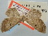  ( - BGE_ZSM_LEP_0566)  @11 [ ] by-nc-sa (2023) SNSB, Staatliche Naturwissenschaftliche Sammlungen Bayerns ZSM (SNSB, Zoologische Staatssammlung Muenchen)
