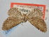  ( - BGE_ZSM_LEP_0567)  @11 [ ] by-nc-sa (2023) SNSB, Staatliche Naturwissenschaftliche Sammlungen Bayerns ZSM (SNSB, Zoologische Staatssammlung Muenchen)