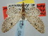  ( - BGE_ZSM_LEP_0568)  @11 [ ] by-nc-sa (2023) SNSB, Staatliche Naturwissenschaftliche Sammlungen Bayerns ZSM (SNSB, Zoologische Staatssammlung Muenchen)