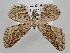 ( - BGE_ZSM_LEP_0575)  @11 [ ] by-nc-sa (2023) SNSB, Staatliche Naturwissenschaftliche Sammlungen Bayerns ZSM (SNSB, Zoologische Staatssammlung Muenchen)