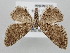  (Ramitia obliquelineata - BGE_ZSM_LEP_0577)  @11 [ ] by-nc-sa (2023) SNSB, Staatliche Naturwissenschaftliche Sammlungen Bayerns ZSM (SNSB, Zoologische Staatssammlung Muenchen)