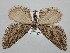  ( - BGE_ZSM_LEP_0579)  @11 [ ] by-nc-sa (2023) SNSB, Staatliche Naturwissenschaftliche Sammlungen Bayerns ZSM (SNSB, Zoologische Staatssammlung Muenchen)
