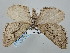  ( - BGE_ZSM_LEP_0580)  @11 [ ] by-nc-sa (2023) SNSB, Staatliche Naturwissenschaftliche Sammlungen Bayerns ZSM (SNSB, Zoologische Staatssammlung Muenchen)