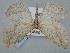  (Aspitates taylorae - BGE_ZSM_LEP_0591)  @11 [ ] by-nc-sa (2023) SNSB, Staatliche Naturwissenschaftliche Sammlungen Bayerns ZSM (SNSB, Zoologische Staatssammlung Muenchen)