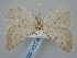  ( - BGE_ZSM_LEP_0602)  @11 [ ] by-nc-sa (2023) SNSB, Staatliche Naturwissenschaftliche Sammlungen Bayerns ZSM (SNSB, Zoologische Staatssammlung Muenchen)