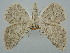 ( - BGE_ZSM_LEP_0604)  @11 [ ] by-nc-sa (2023) SNSB, Staatliche Naturwissenschaftliche Sammlungen Bayerns ZSM (SNSB, Zoologische Staatssammlung Muenchen)